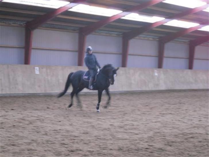 Trakehner Helia af Lykkebo - fremvisning billede 7