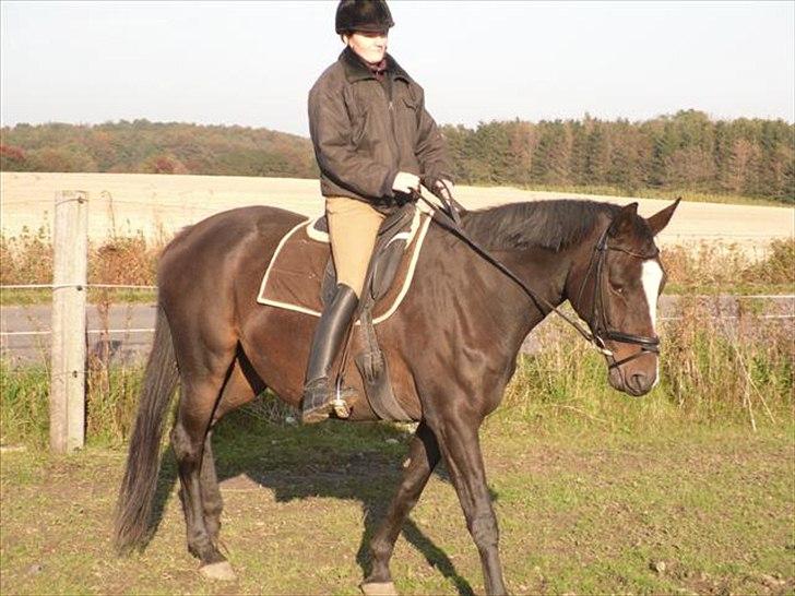 Trakehner Helia af Lykkebo - Lige kommet på nakken af vildhesten:) billede 8