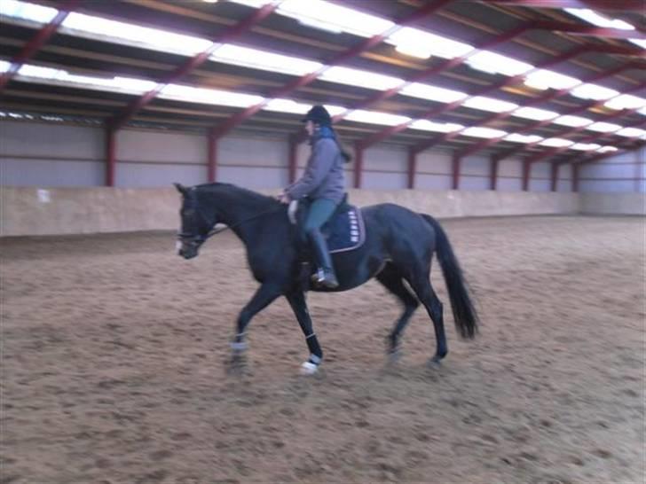 Trakehner Helia af Lykkebo - dejlig afslappet trav:) billede 9