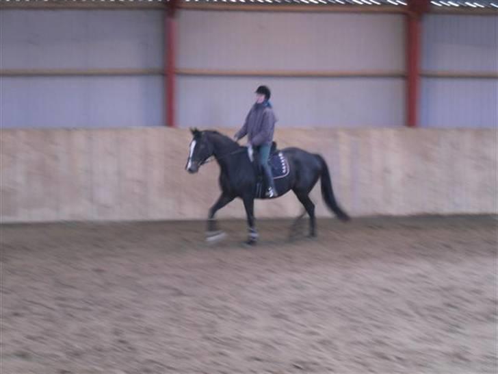 Trakehner Helia af Lykkebo - hun var så lækker:) billede 10