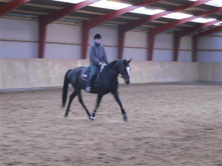 Trakehner Helia af Lykkebo - Vi er bare et dejligt team;) billede 11