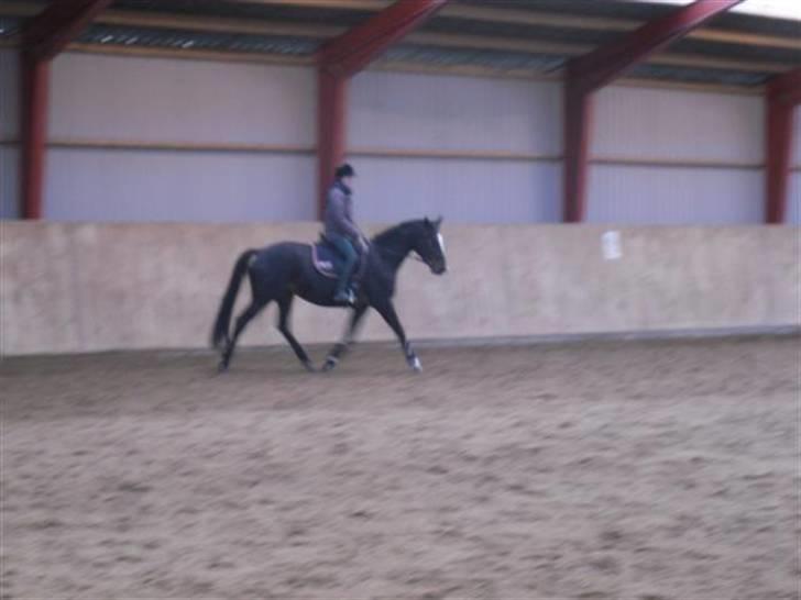 Trakehner Helia af Lykkebo - nød hver et sekund på hende:) billede 12