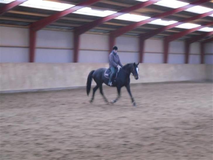 Trakehner Helia af Lykkebo billede 13