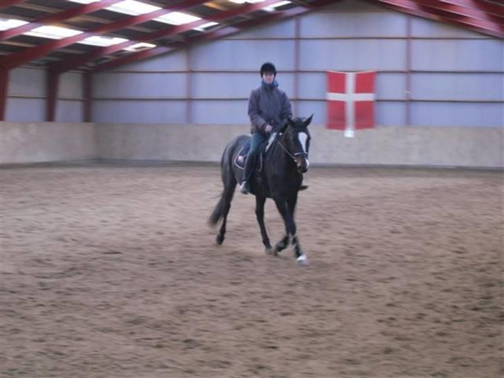 Trakehner Helia af Lykkebo billede 14