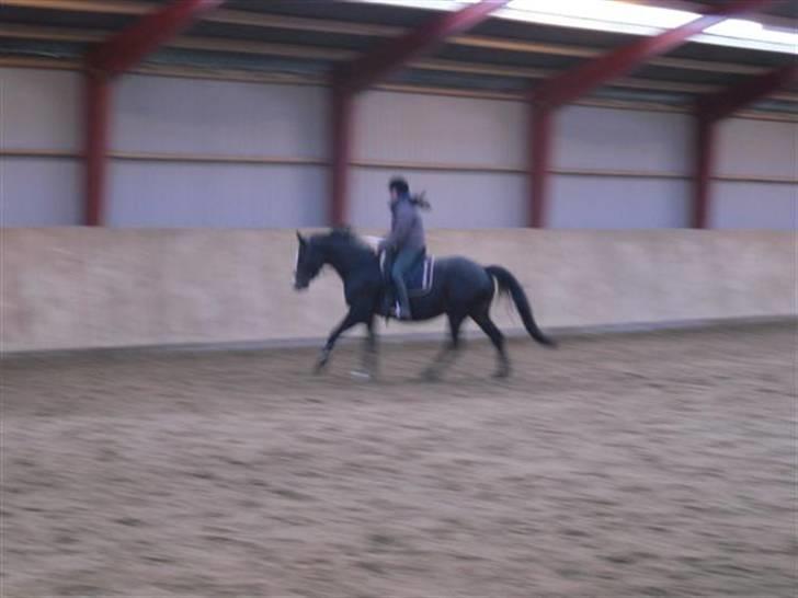 Trakehner Helia af Lykkebo - blev jo også nødt til at prøve at galopere på hende:) billede 15