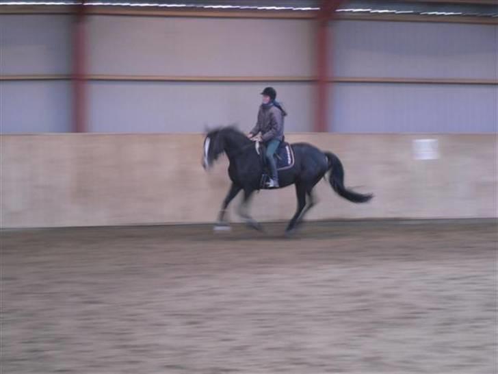 Trakehner Helia af Lykkebo - fin rolig galop:) billede 16