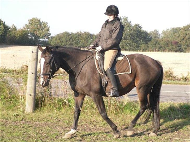 Trakehner Helia af Lykkebo - første dag hjemme:) hun ligner en der er drægtig;) billede 17