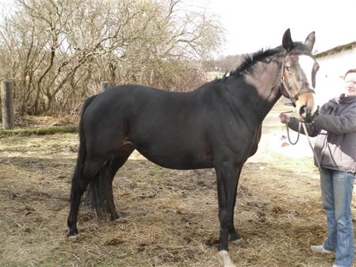 Trakehner Helia af Lykkebo - der skal trænes lidt slap mave op:) billede 18