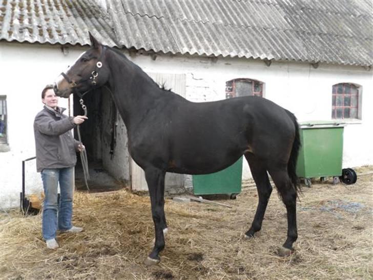 Trakehner Helia af Lykkebo - lad mig dog så komme på fold for den da! billede 19