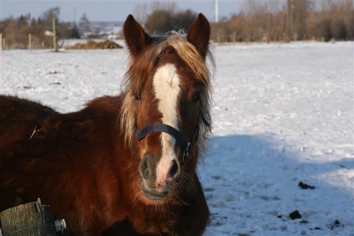 Welsh Cob (sec D) Dahlsminde Covergirl - min dejlige føllebølle billede 3