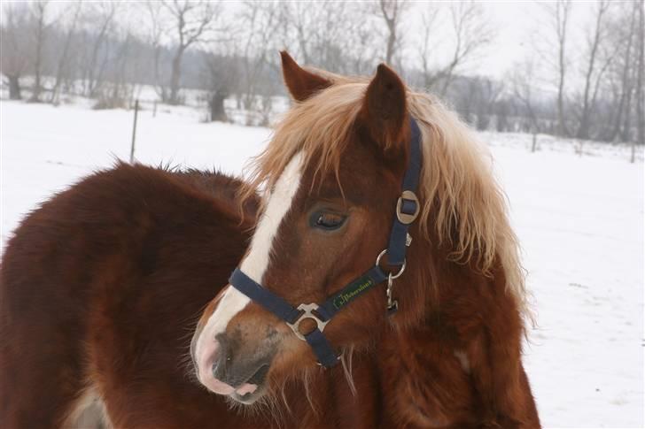 Welsh Cob (sec D) Dahlsminde Covergirl - Cover hygger sig i sneen billede 4