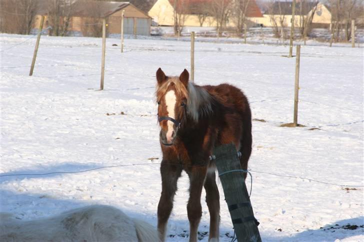 Welsh Cob (sec D) Dahlsminde Covergirl - Cover følger nysgerrigt med i hvad der sker billede 5