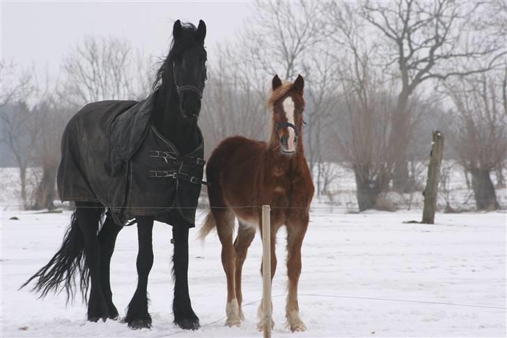 Welsh Cob (sec D) Dahlsminde Covergirl - Cover og reservemor Mie billede 6