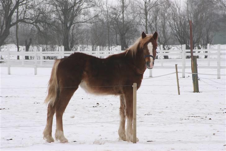 Welsh Cob (sec D) Dahlsminde Covergirl - cover på folden billede 7
