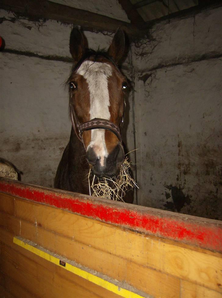 Fuldblod (XX) Competence (DEN) billede 15