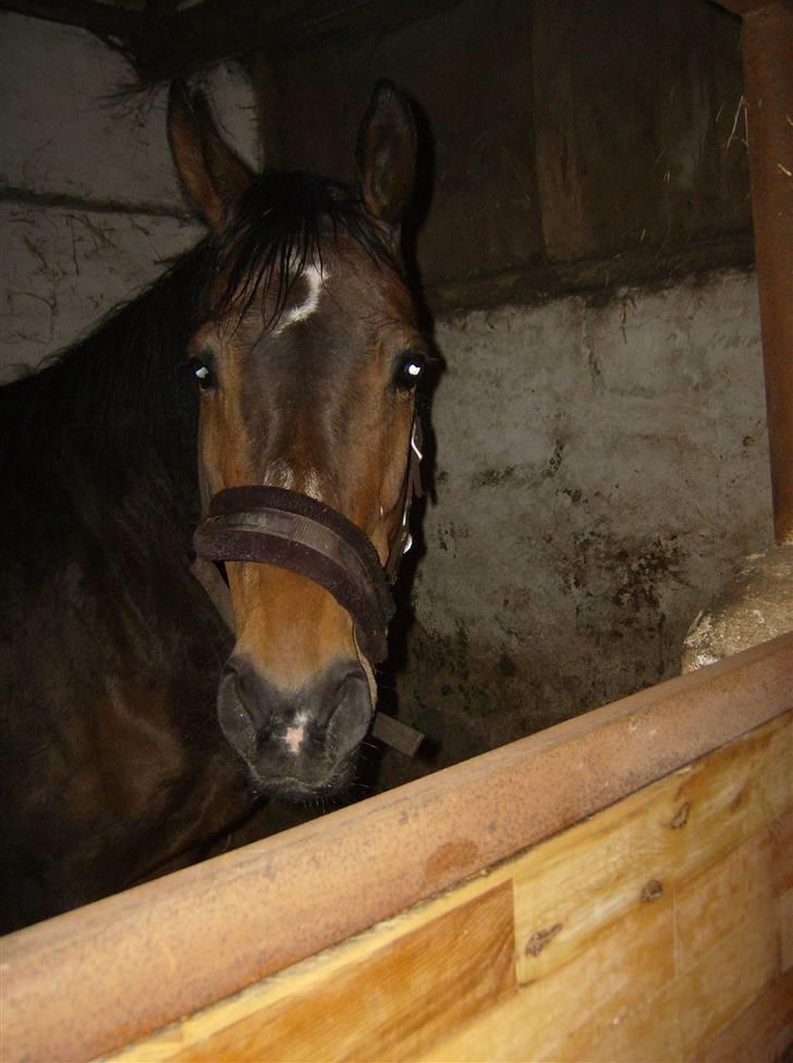 Dansk Varmblod lolitta skovgaard-solgt billede 17