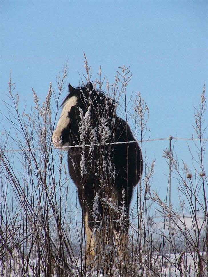 Irish Cob Hebe. (Solgt) - Hebe d.3 december 2010 billede 1