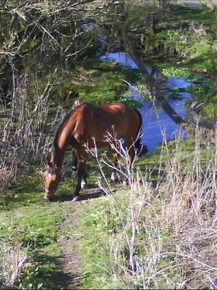 Dansk Varmblod Bjergets Bally Baki <3(-; - Smukt billede på en hyggelig dag med pouline (Fotograf pouline) billede 4