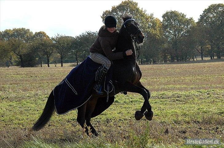 Tysk Sportspony TIGER WOODS (SOLGT!) - Tiger dyret som stejler:D han er for nice:D (foto: Freia Jensen) billede 15
