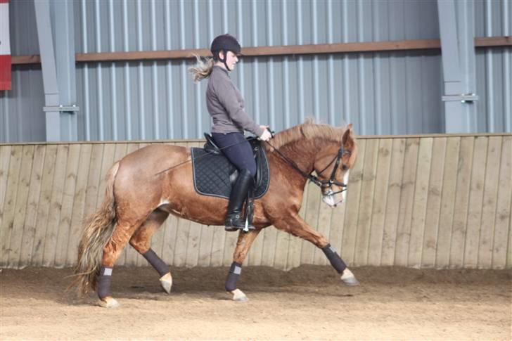 Anden særlig race Chiquita-B-pony *solgt* billede 15