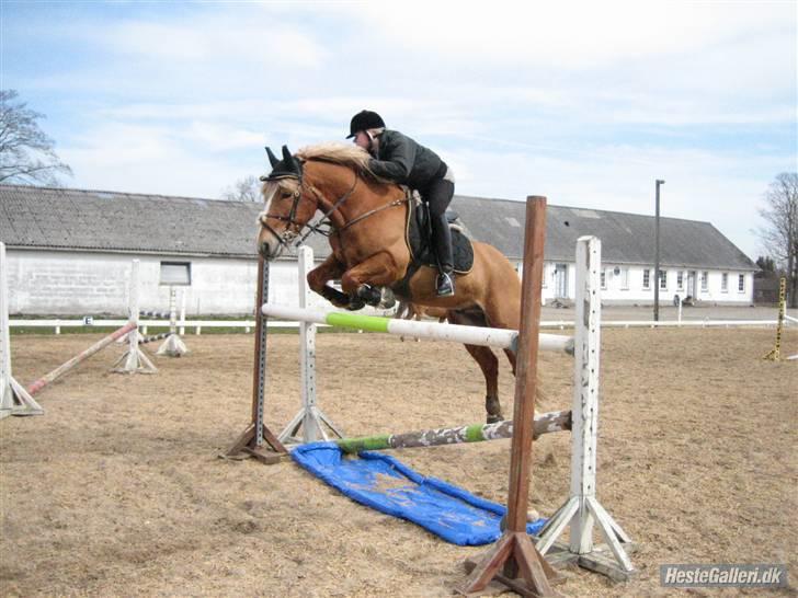 Haflinger Vestervangs Hodder - spring d.3/4-10 125cm ;D Foto: Frederikke billede 19