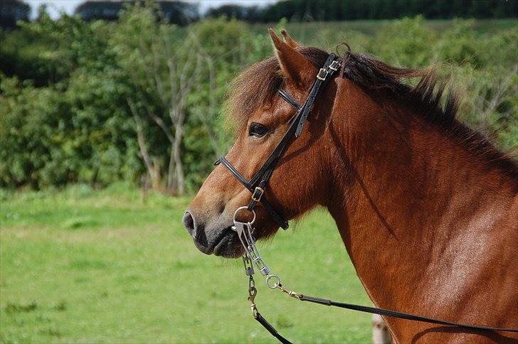 Islænder Fylkir fraEllidshøj billede 1