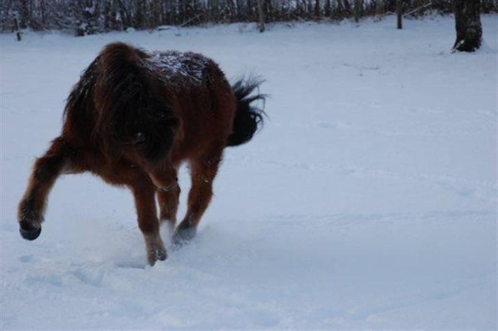 Islænder Fylkir fraEllidshøj billede 3