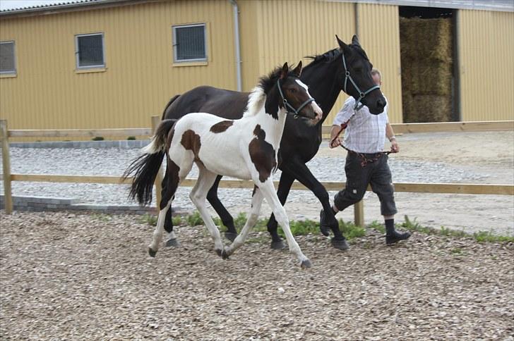 Pinto Lassen's Indiana SOLGT - 4 måned billede 12