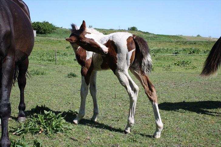 Pinto Lassen's Indiana SOLGT billede 13