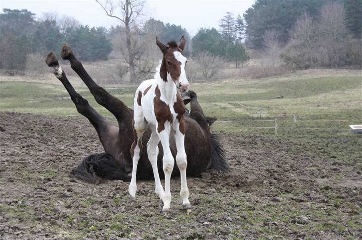 Pinto Lassen's Indiana SOLGT - 1 uge billede 15