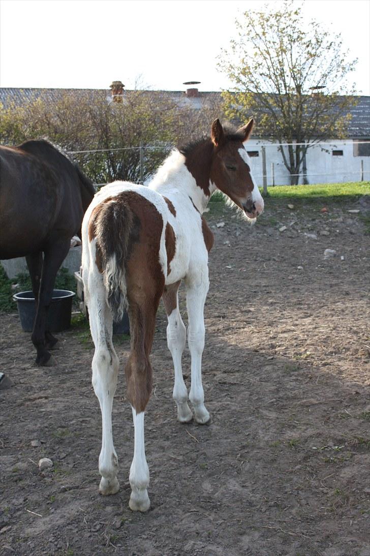 Pinto Lassen's Indiana SOLGT billede 16