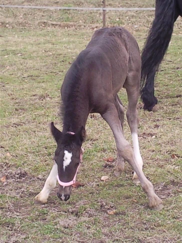 Anden særlig race  Enigma  solgt :-( - "giraffen" hehe :-) billede 16