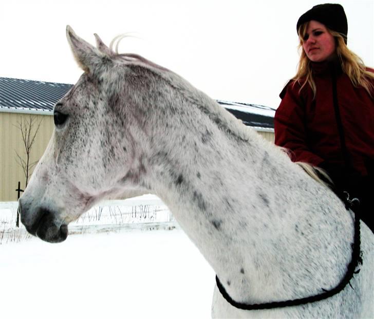 Engelsk Varmblod Dolly Dutch - Engang i januar 2010 :) billede 4