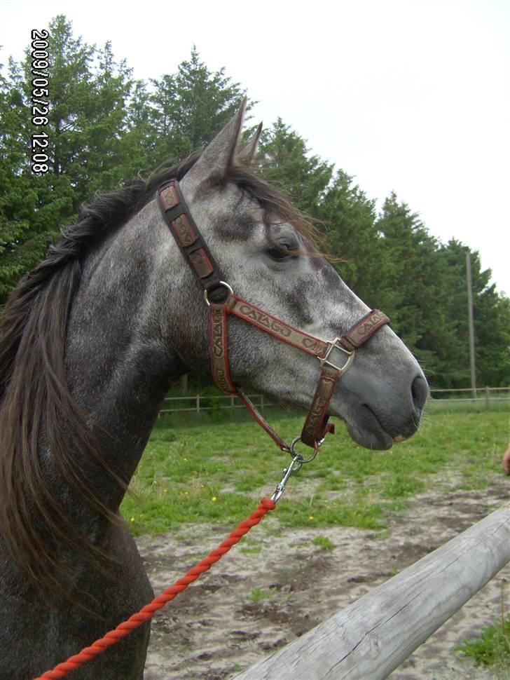 Pura Raza Española Contessa - Er hun ikke dejlig? billede 10