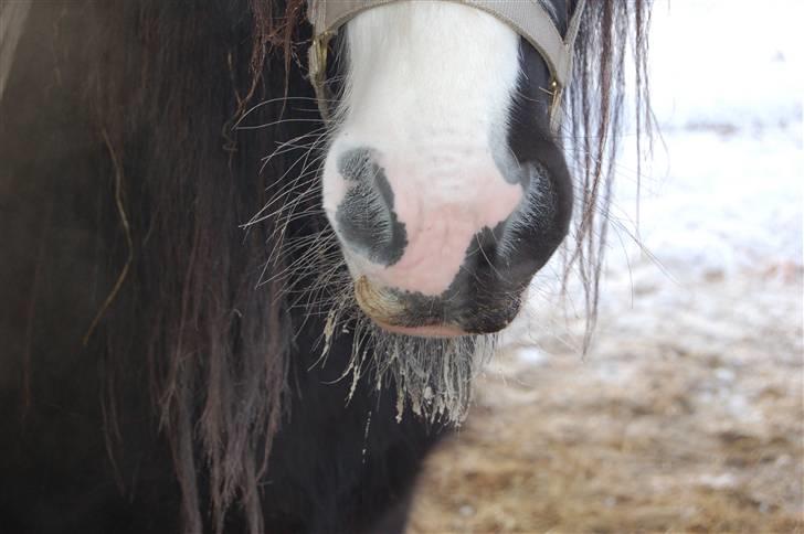 Irish Cob Fætter Olsen - Julestemning... billede 8