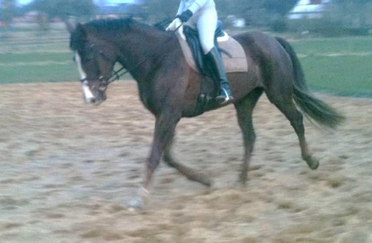 Dansk Varmblod Donna May Z billede 12