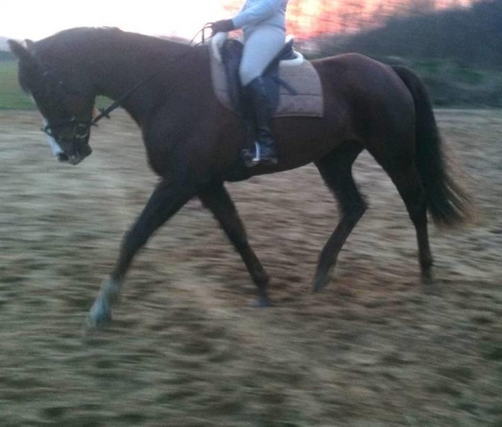 Dansk Varmblod Donna May Z billede 13