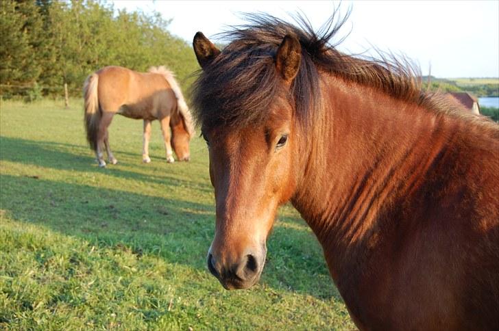 Islænder Fylkir fraEllidshøj billede 5