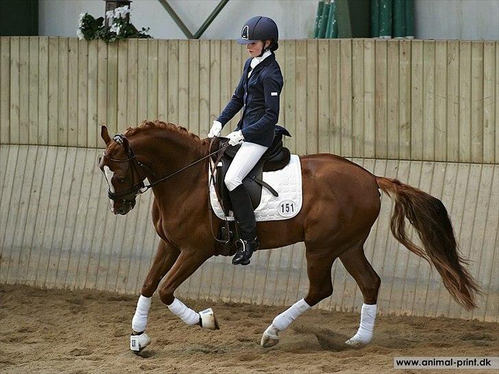 Tysk Sportspony Golden flame R.I.P - Jimmy første runde af kbh mesterskaberne lb3, vandt. billede 7