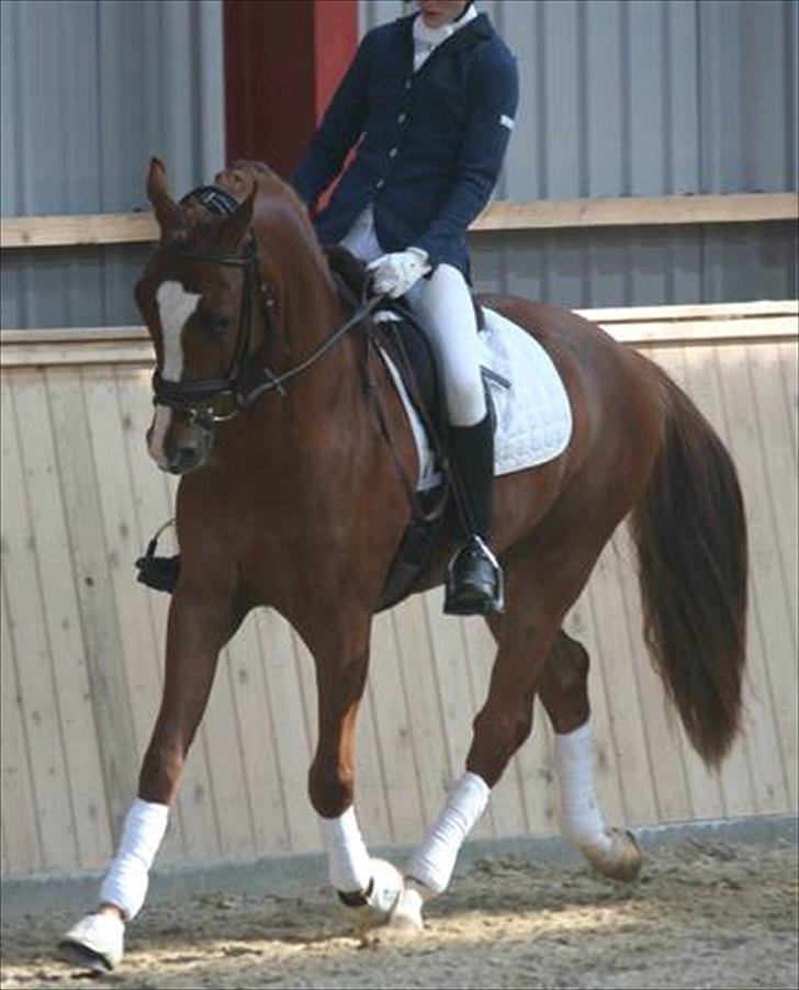 Tysk Sportspony Golden flame R.I.P - jimmy til stævne. billede 8