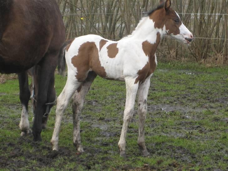 Anden særlig race A.B. Marlee "SOLGT" billede 1
