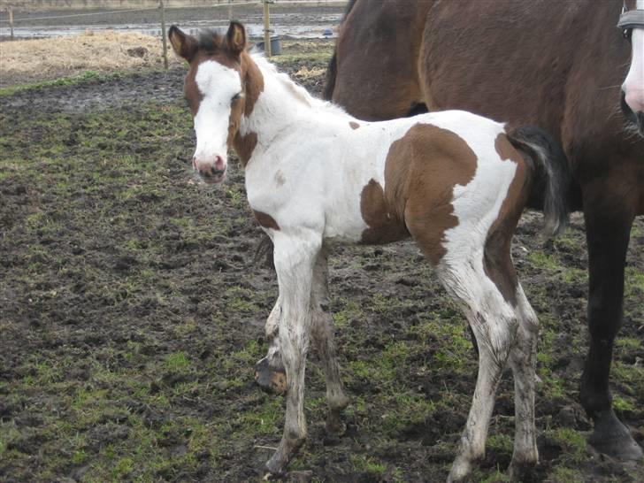 Anden særlig race A.B. Marlee "SOLGT" billede 2