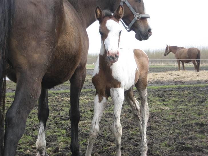 Anden særlig race A.B. Marlee "SOLGT" billede 3