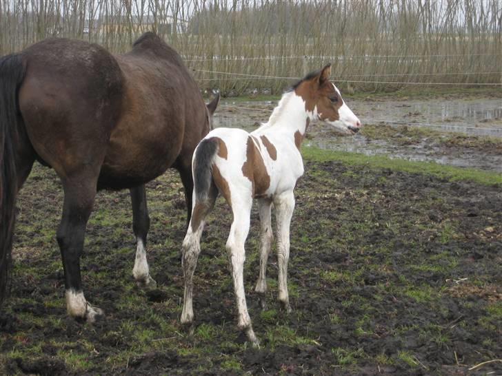 Anden særlig race A.B. Marlee "SOLGT" billede 4