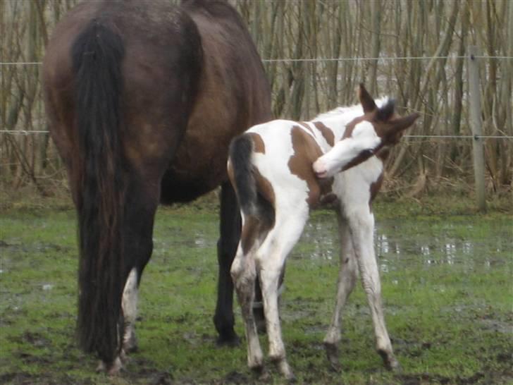 Anden særlig race A.B. Marlee "SOLGT" billede 5