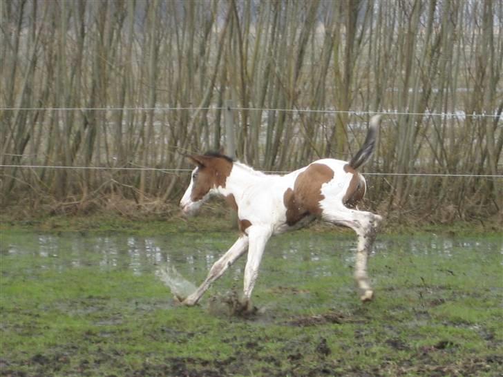 Anden særlig race A.B. Marlee "SOLGT" billede 6