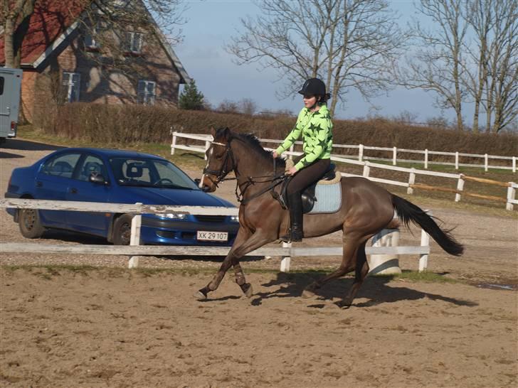 Belgisk Sportspony Tzoeky - Anna og Tzoeky billede 11