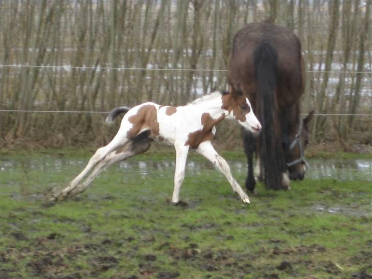Anden særlig race A.B. Marlee "SOLGT" billede 7