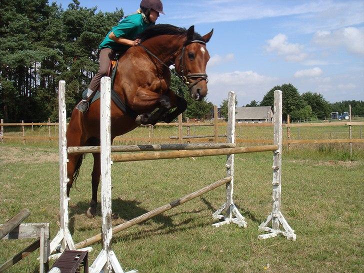 Dansk Varmblod Mølleåens Svetlana - Lidt spring på banen billede 6