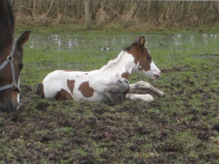 Anden særlig race A.B. Marlee "SOLGT" billede 8